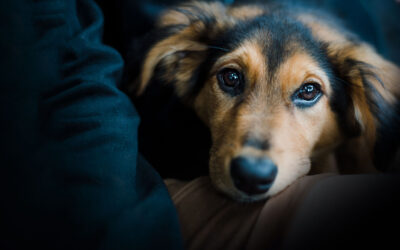It’s dog . wow