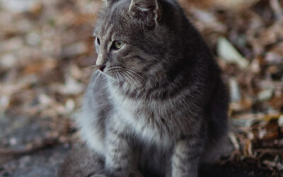 Kitty cat meow