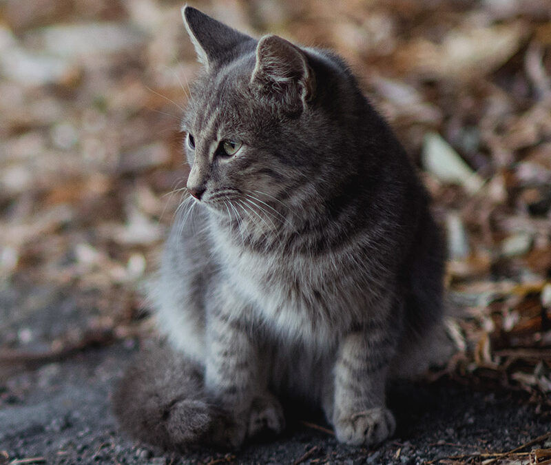 Kitty cat meow